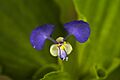 ARS - Commelina benghalensis
