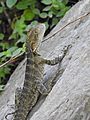 AU-Qld-Kalinga-Park-lizard-water dragon-2021