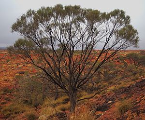Acacia macdonnellensis subsp. teretifolia.jpg