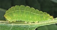Acronicta fallax larva