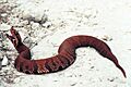 Agkistrodon-piscivorus