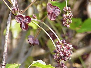Akebia trifoliata1