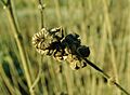 Althaea officinalis 2019-12-13 5770