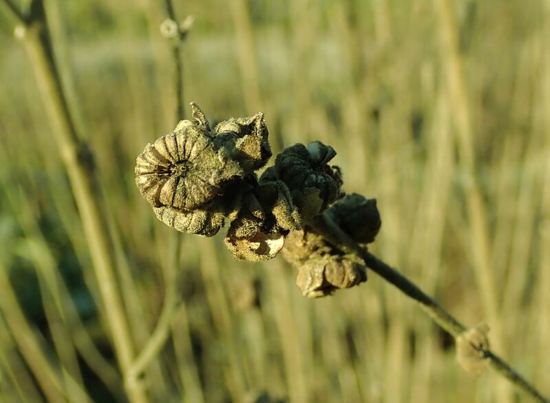 Althaea officinalis 2019-12-13 5770