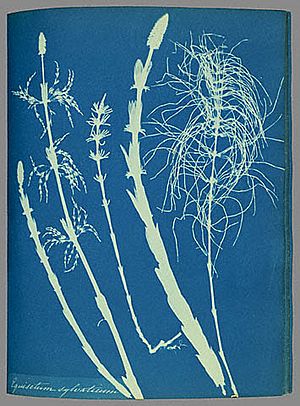 Anna Atkins woodhorsetail cyanotype