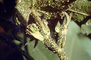 Aphis gossypii01