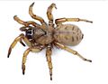 Aptostichus stephencolberti female