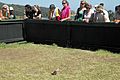 Audience and lizard