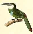 Aulacorhynchus coeruleicinctis 1847