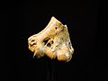 Australopithecus anamensis bone (University of Zurich)