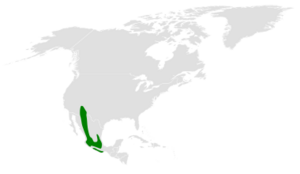 Baeolophus wollweberi distribution map.png