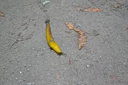 Banana slug on Purisima Creek Trail