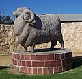 Big Ram in Karoonda