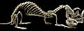 Black-footed ferret skeleton (black background)