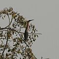 Black Bittern (Dupetor flavicollis) in Kinnarsani WS, AP W2 IMG 6115