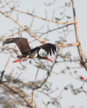 Black Stork Manas Assam India December 2018