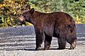 Black bear Quesnel Lake BC.jpg