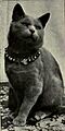Blue Shorthair cat English type
