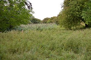 Bonemills Hollow 5