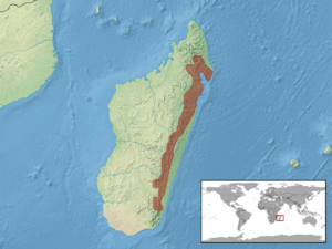 Brookesia superciliaris distribution.png