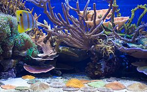 CAS Steinhart Aquarium small coral tank