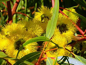 CSIRO ScienceImage 11601 Flowering gum Margaret River Western Australia