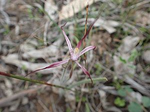 Caladenia occidentalis 01.jpg