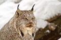 Canada lynx portrait by Michael Zahra