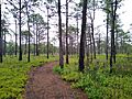 Carolina Beach State Park 1