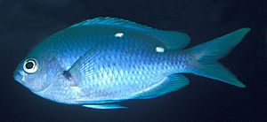 Chromis dispilus (New Zealand demoiselle).jpg