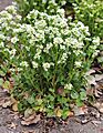 Cochlearia officinalis Prague 2012 1