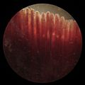 Crucian carp-gills microscope prPNr°20