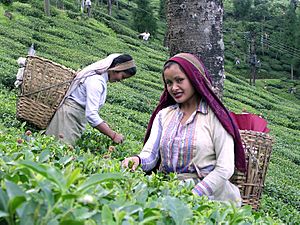 Darjeeling Tea Garden worker