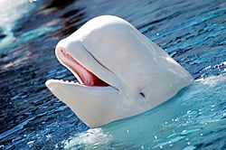 Beluga Whale, for which the village and river were named for