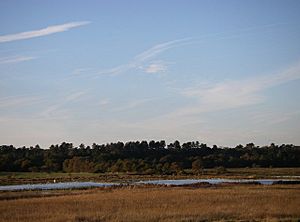 Dingle marsh and Dunwich Forest - geograph.org.uk - 274585