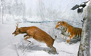 Diorama - Museo civico di storia naturale (Milan) - cropped and adjusted