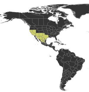Distribution of Novomessor albisetosus