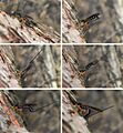 Dolichomitus imperator Oviposition R Bartz
