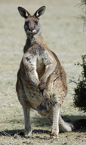 Eastern grey kangaroo maria island