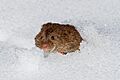 Eastern meadow vole (Microtus pennsylvanicus) emerging from a runway in the snow in Kennebunk, Maine, USA