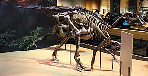 Edmontosaurus Perot Museum