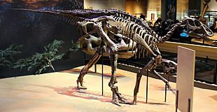 Edmontosaurus Perot Museum