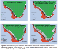Estimated effects of sea level rise on the species composition and distribution of Florida's mangroves by 2100 under low, moderate, and severe scenarios.