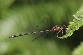 Emerald damselfly (Lestes sponsa) immature male