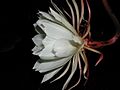 Epiphyllum oxypetalum's flower of Side