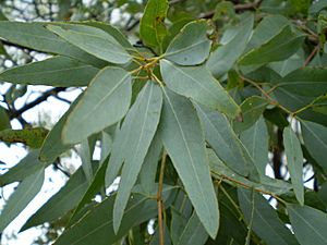 Eucalyptus staigeriana leaf.jpg