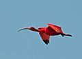 Eudocimus ruber -Cubatao, Sao Paulo, Brazil -flying-8a