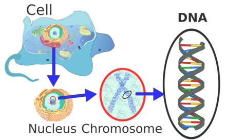 Eukaryote DNA-en