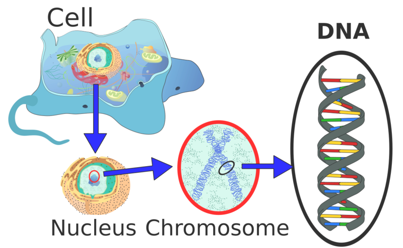 Eukaryote DNA-en