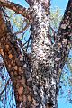 Flindersia maculosa Mt Oxley